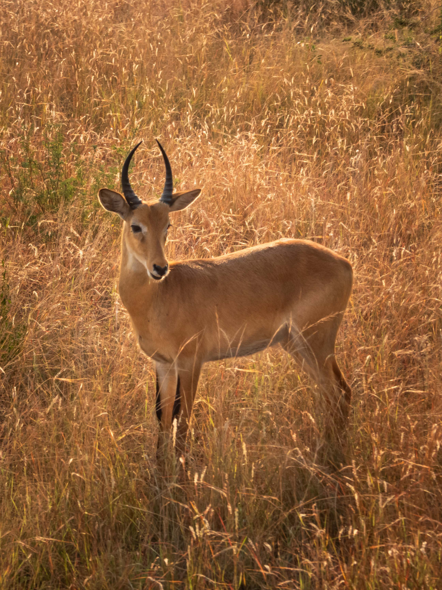 A Ugandan kob standing in golden grass