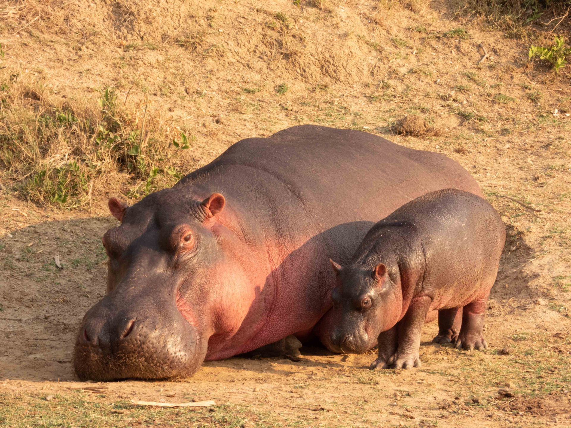 A hippo and her calf resting on a sunlit riverbank