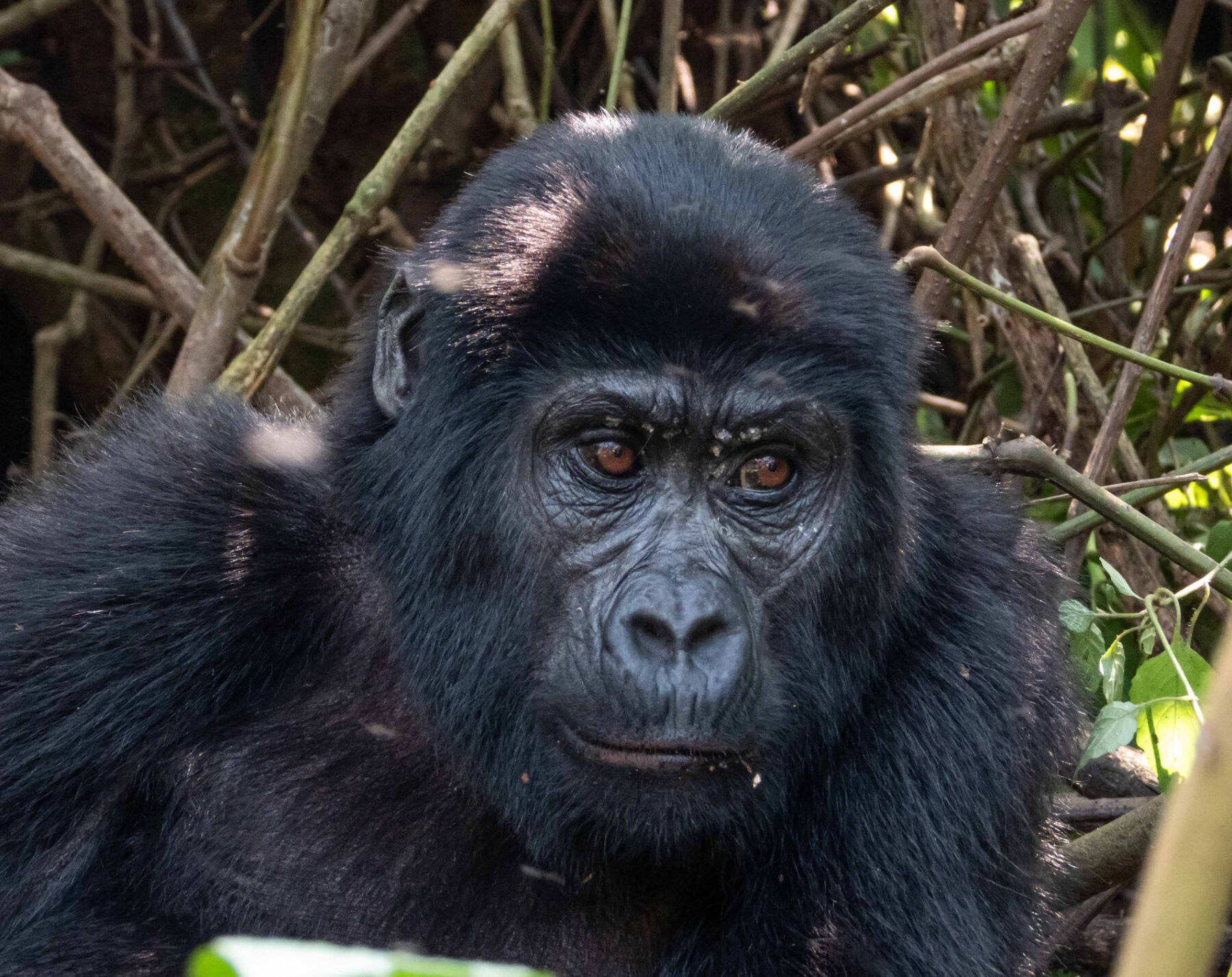 A mountain gorilla in the rainforest of Bwindi