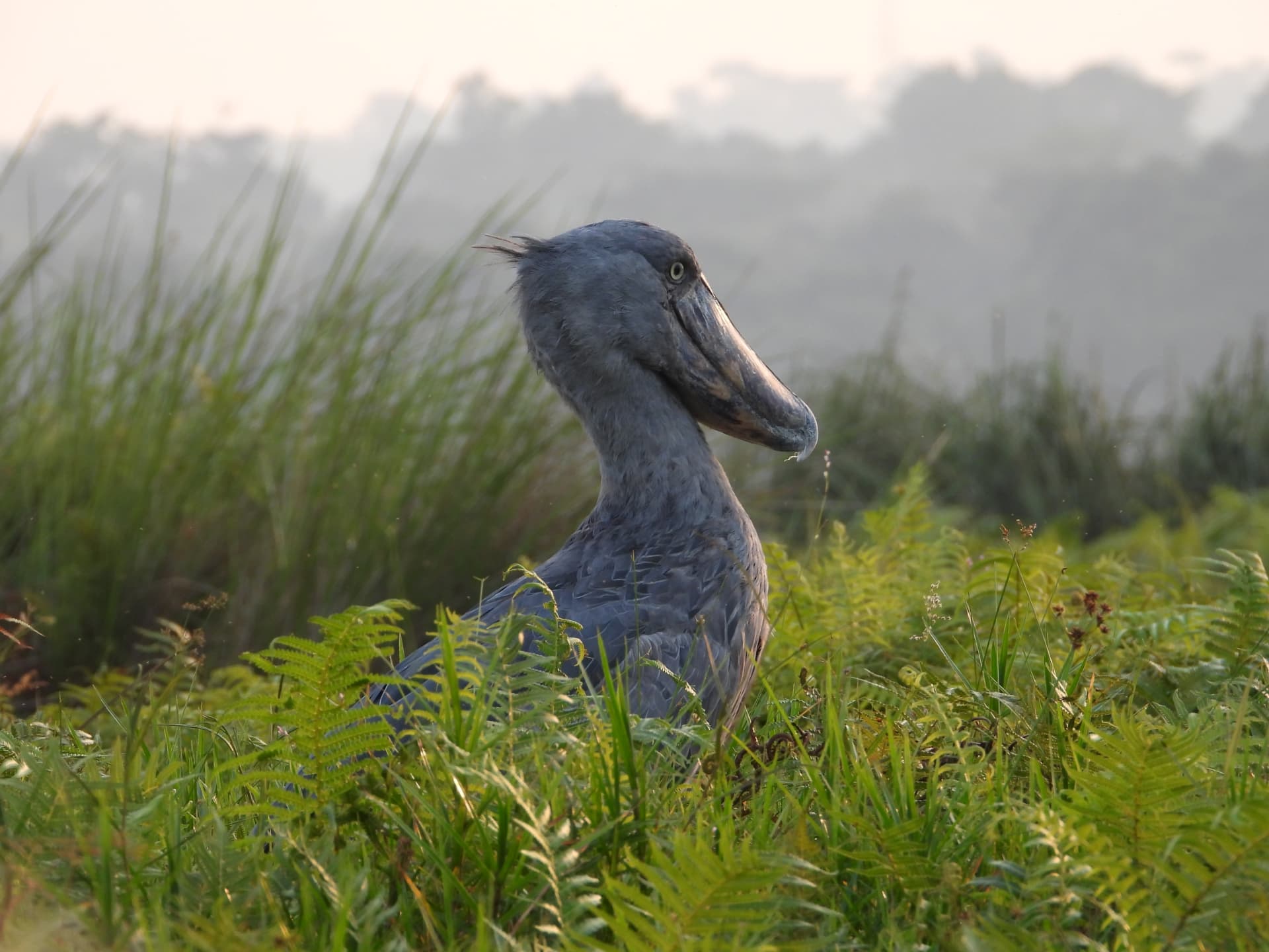 A shoebill standing among ferns at dawn in the Mabamba wetlands