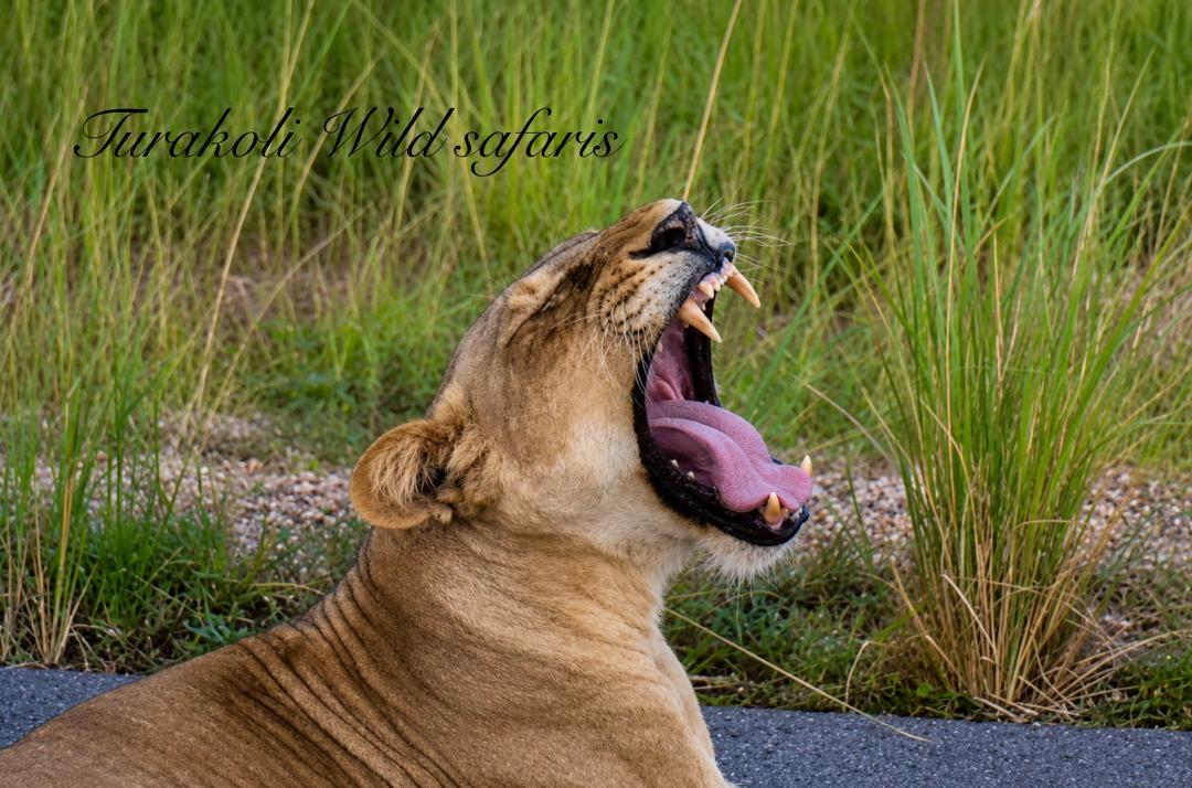Ugandan kob grazing on green plains with the Rwenzori mountains behind