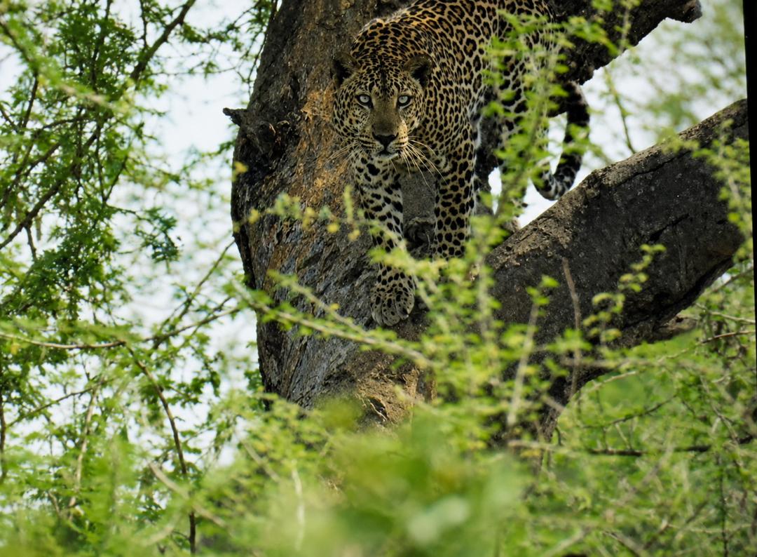 A leopard watching from a tree through green leaves
